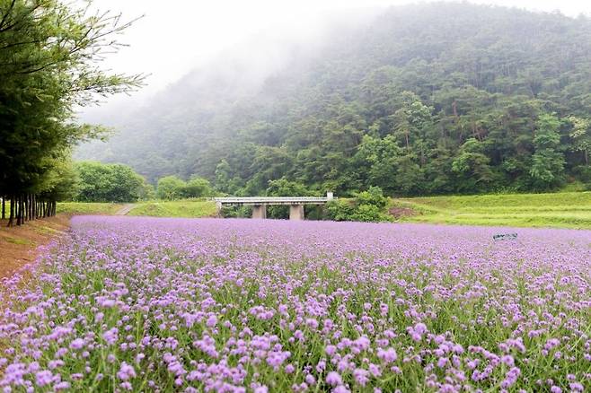 지난 20일 가곡면에 핀 버베나 [단양군 제공. 재판매 및 DB 금지]