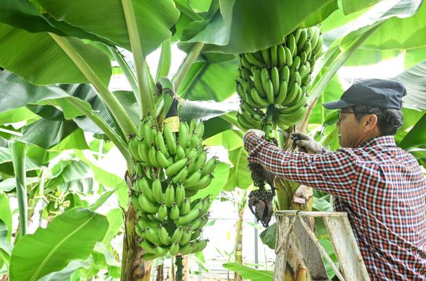 바나나 열매가 잘 커갈 수 있도록 가지 정리를 하고 있는 엣지바나나농장 오영상 대표.
