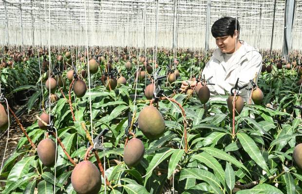 망고야농장 박민호 대표가 수확을 앞둔 애플망고를 살피고 있다.