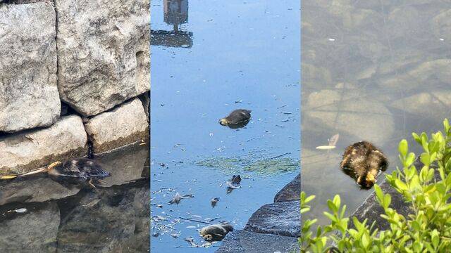 익명 커뮤니티 '에브리타임'에 올라온 폐사한 새끼 오리 사진. 에브리타임 캡처