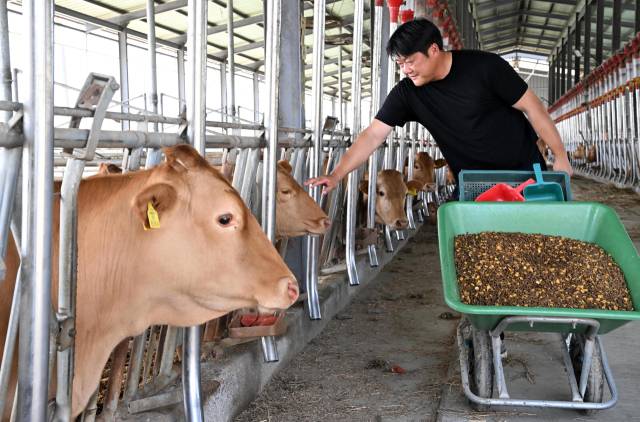 창녕군 고암면의 한 한우 농장에서 손영철씨가 축사를 관리하고 있다./성승건 기자/