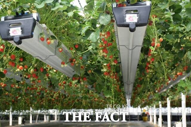 정 씨는 정착 과정에서 정보를 얻을 수 있는 구석이 너무 부족했다고 말했다. 특히 연고도 없는 상황이었던 터라 스스로 헤쳐나가는 데 한계가 있었다고 말했다. 사진은 정 씨 부부가 길러낸 딸기. /이철영 기자