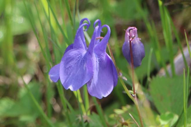 백두산 하늘매발톱.
