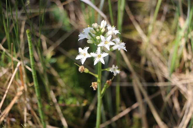 백두산 조름나물.