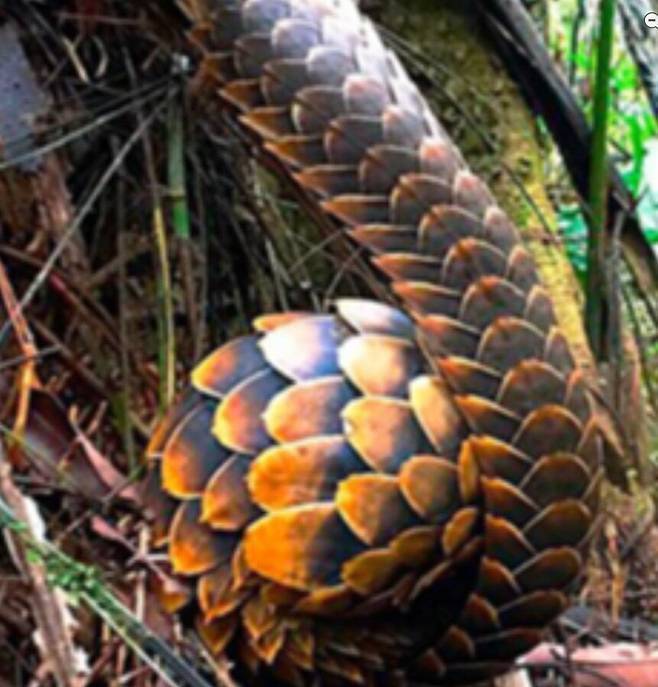 아프리카에 사는 천산갑 무리인 검은배천산갑./U.S. Fish and Wildlife Service