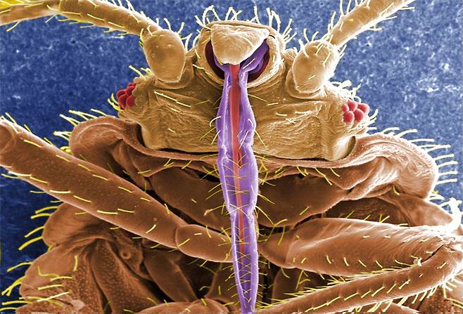 빈대(학명 Cimex lectularius)의 컬러 주사 전자 현미경(SEM) 이미지. 보라색 부분이 피를 빨기 위해 사람 피부를 관통하는 입이다./CDC