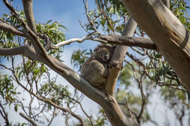 여행이지 탑클래스 호주 상품 이미지 코알라.ⓒ교원투어