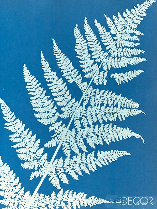 ‘Lastrea Focnisecii’(1853).