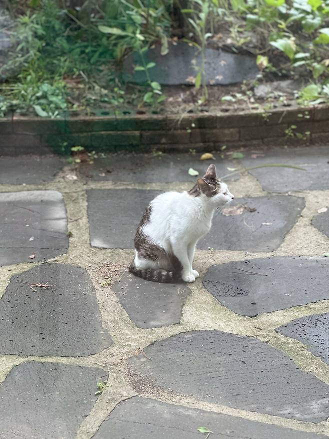 우리집 마당에서 날 구경하는 고앵이