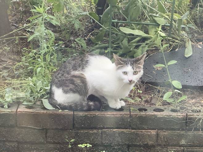 우리집 마당에서 날 구경하는 고앵이