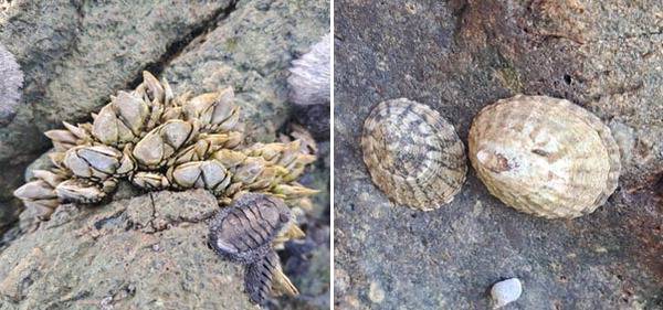 거북손(왼쪽), 배말