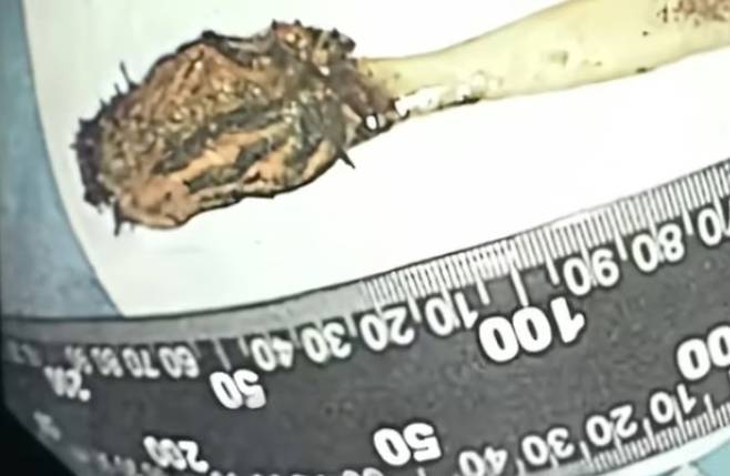 장에서 발견된 칫솔. [사진출처 = SCMP]