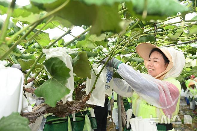 [화성=뉴시스] 김종택 기자 = 20일 경기 화성시 송산면 포도농가에서 열린 농촌일손돕기 현장에서 농가주부모임과 고향주부모임 등 자원봉사자들이 포도봉지 씌우기 봉사활동을 하고 있다.농협중앙회는 6월 20일을 ‘범농협 한마음 농촌일손 집중지원의 날’로 정하고 영농철 인력 부족 문제의 심각성을 알리고 범국민적 참여를 유도하고자 전국적으로 일손돕기를 실시했다. 2025.06.20. jtk@newsis.com