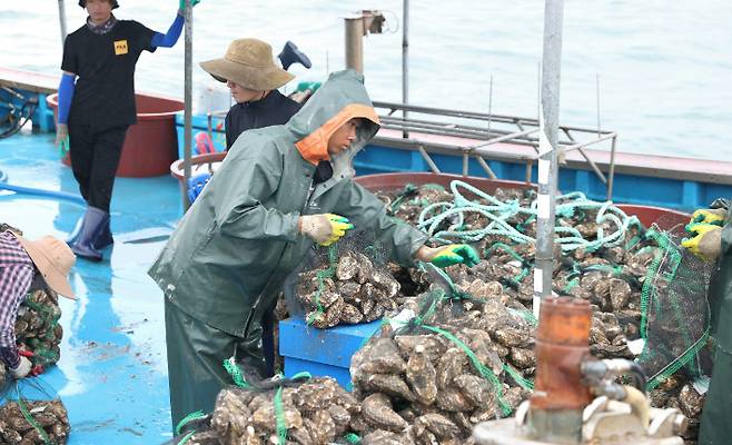 중국으로 첫 직수출하는 전남 개체굴 생산 장면. 전라남도 제공