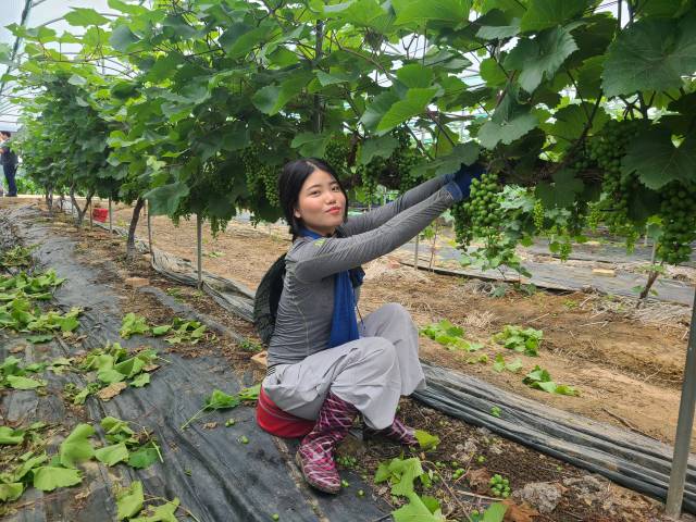 ▲미얀마 출신인 퍼암 생문지 씨(22)는 23일부터 전북국제협력진흥원의 외국인 유학생 농촌일손돕기 프로그램에 참여한 덕분에 익숙하게 포도 알 솎기 작업을 하며 땀을 흘렸다. ⓒ프레시안