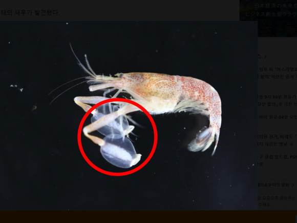 일본에서 집게발이 부채 모양처럼 넓게 퍼진 희귀 새우 ‘와카사무라사키에비’(학명 Athanas exilis)가 발견됐다. 교토대 홈페이지 캡처