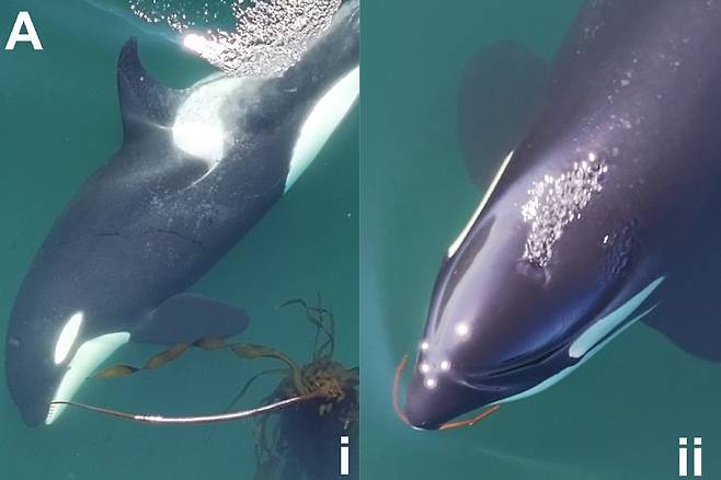 다시마 줄기를 입으로 끊어 도구를 만드는 범고래 [Current Biology / Michael N. Weiss et al. 제공. 재판매 및 DB 금지]