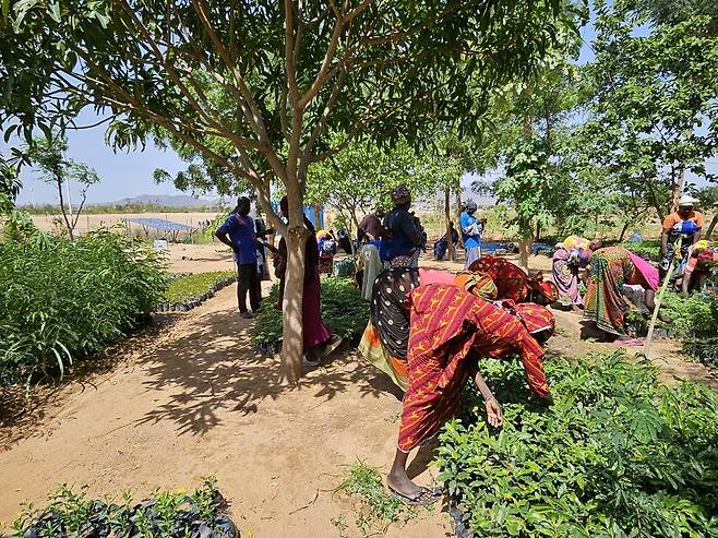 카메룬 미나와오 난민캠프에서 난민들이 모종을 다듬는 모습 (마요차나가<카메룬>=연합뉴스) 노재현 기자 = 지난 11일(현지시간) 카메룬 최북단주 마요차나가 지역에 있는 미나와오 난민캠프 내 묘목장. 2025.6.24 nojae@yna.co.kr