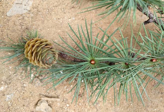 낙엽송(일본잎갈나무) 구과 [국립산림과학원 제공. 재판매 및 DB 금지]