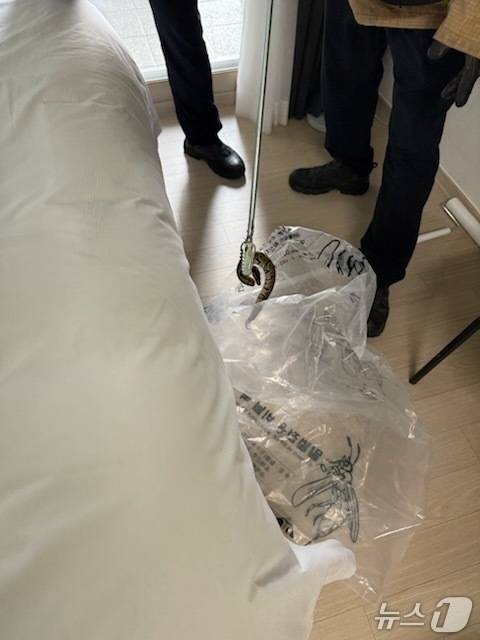 양양의 한 호텔에서 발견된 볼파이톤.(강원도소방본부 제공, 재판매 및 DB금지)