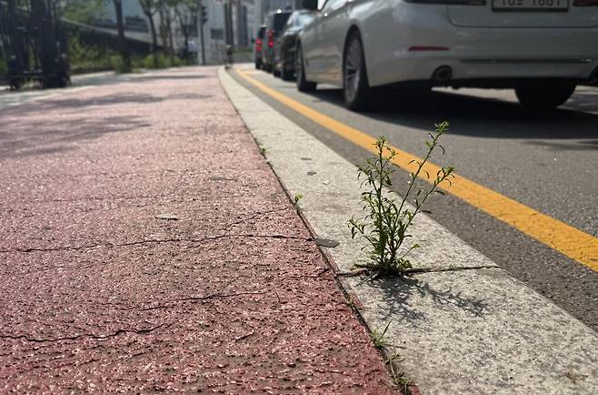 서울 청계천 자전거 전용도로 틈에서 자라난 개갓냉이, 2025년 5월 / 조인원 기자