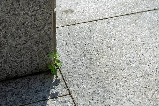 서울 서초구 대법원의 기둥과 바닥 사이에 핀 미국쥐손이, 2025년 5월/ 조인원 기자