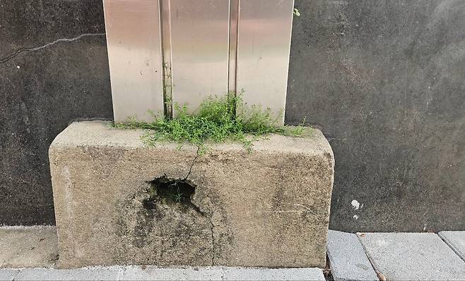 서울 중구의 한 건물  기둥 틈에 피어난 중대가리풀, 2025년 4월 /조인원 기자