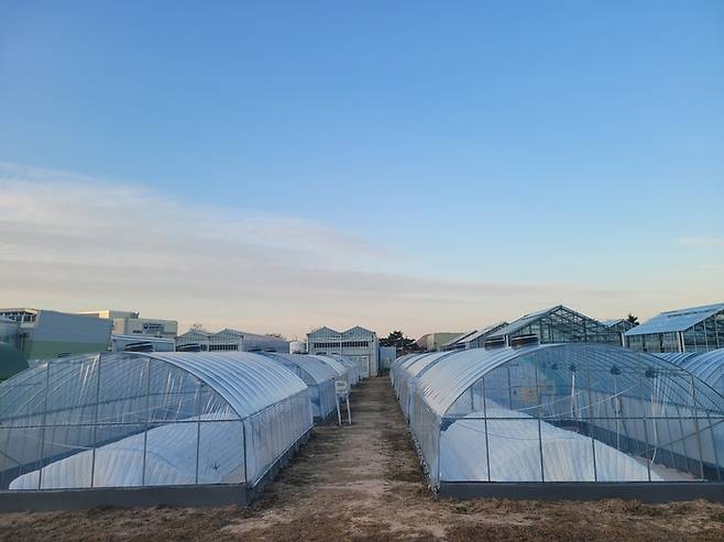 국산 PO 필름을 활용한 참외하우스.(사진=농촌진흥청)