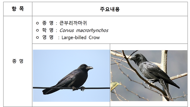 ‘공포의 까마귀’ 도심 습격…모자·우산으로 머리 보호