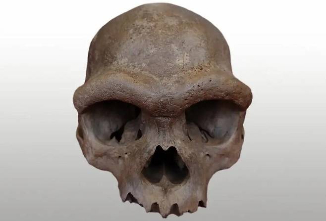 중국 하얼빈에서 발견된 ‘호모 롱기’ 두개골에서 DNA를 채취해 분석한 결과, 호모 롱기는 고대 인류의 사촌격인 데니소바인으로 밝혀졌다. 허베이지질대 제공