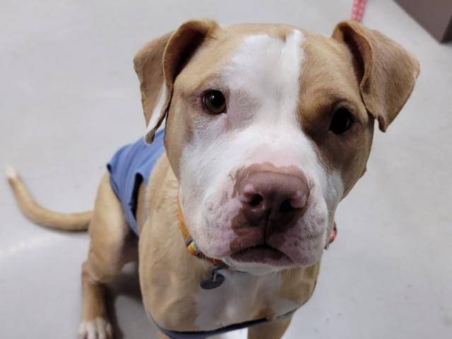 한 가정에서 사랑받으며 지내고 있는 핏불 믹스견. 한국일보 자료사진
