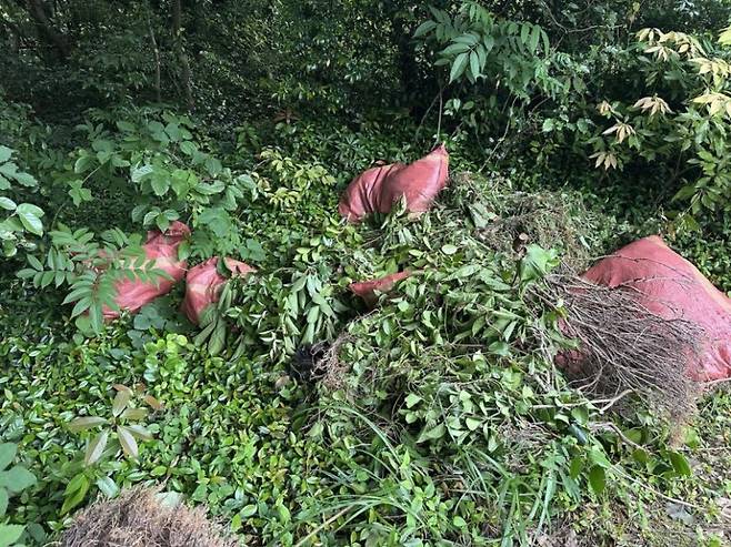 '차떼기' 쓰레기 투기 현장. (사진, 서귀포시)