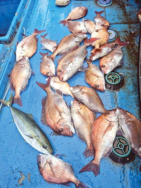 생도권에서 낚은 참돔.