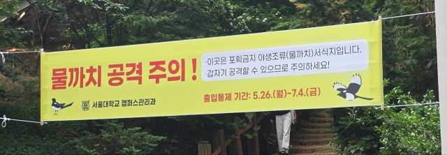 서울대 인문대 부근 오솔길에 ‘물까치 공격 주의’ 안내문이 붙어 있다. 사진 제공=독자