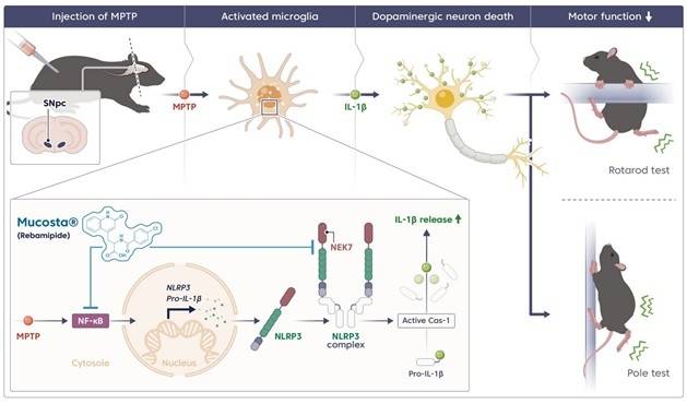 레바미피드에 의한 파킨슨병 모델의 신경 보호 기전  [한국한의학연구원 제공. 재판매 및 DB 금지]