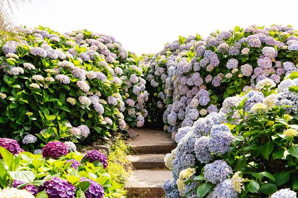 미레이나. 제주관광공사 제공