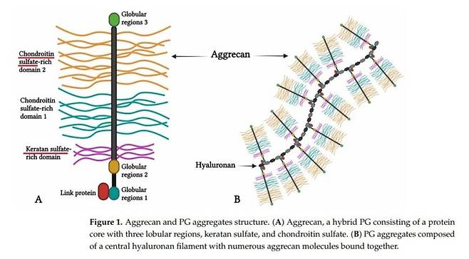 * 출처: L Alcaide-Ruggiero, et al. Int J Mol Sci 2023