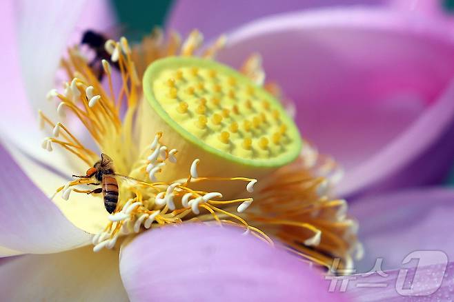 맑은 날씨를 보인 25일 광주 북구 양산호수공원에 핀 연꽃에 꿀벌들이 부지런히 꿀을 모으고 있다.(광주 북구 제공. 재판매 및 DB 금지) 2025.6.25/뉴스1