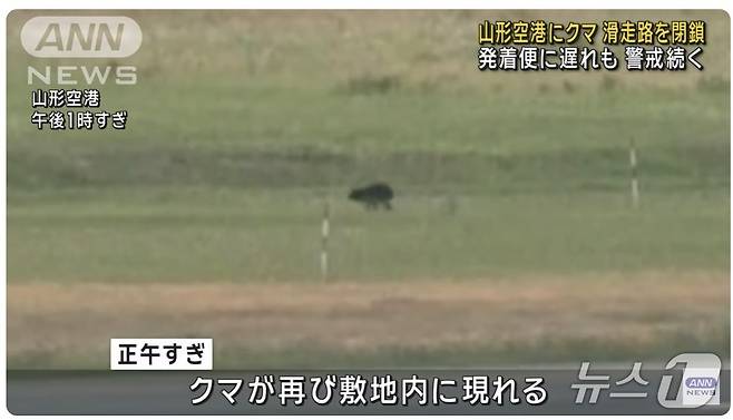 26일 야마가타현 히가시네시 소재 야마가타 공항 활주로에 오전부터 곰이 나타났다. 출처: ANN 뉴스 화면 캡처