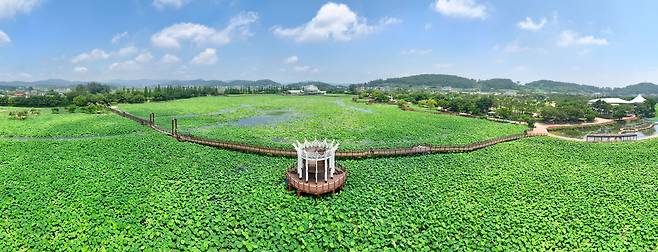 회산백련지는 10만 평 규모의 국내 최대 자연생태 연꽃단지로, 여름이면 백련을 비롯한 다양한 수생식물이 어우러져 장관을 이룬다./김영근 기자