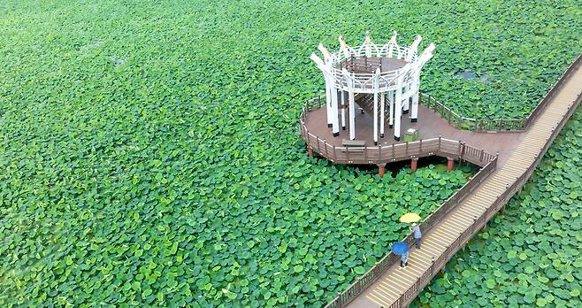 대표적인 여름축제로 자리를 잡은 무안연꽃축제. 랜드마크인 연꽃 모양의 데크길이 눈길을 끈다./김영근 기자