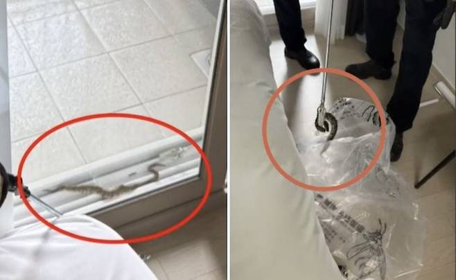 강원도 양양의 한 호텔 객실에서 멸종위기종 비단뱀이 발견됐다. /KBS뉴스 캡처