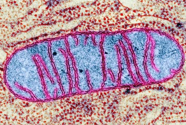 에너지를 만드는 세포 소기관인 미토콘드리아의 전자현미경 사진./Science Photo Library(CNRI)
