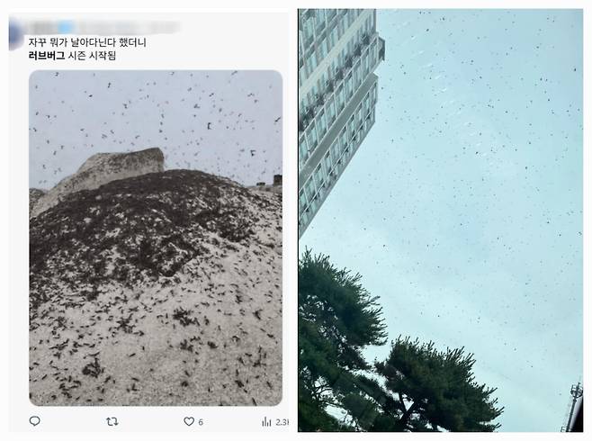 온라인 커뮤니티에 올라온 러브버그 사진들 /SNS 캡처