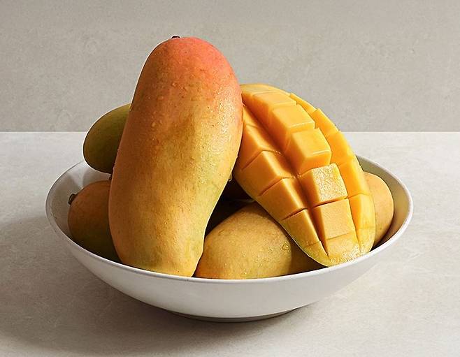 썬리지 마하차녹 망고