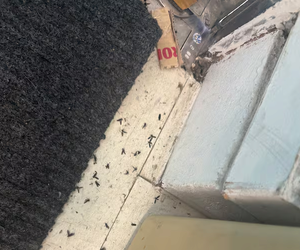 image.png ‘러브버그’ 지자체 “익충, 물 뿌려 쫓아” vs 시민 “사실상 해충, 박멸해야”