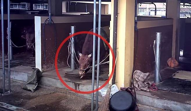 싸움소들은 경기 전 계류장에서 24시간 이상 대기하면서 기본적인 움직임과 행동을 제한당하는 것으로 나타났다. 묶인 소들 가운데 일부는 바닥을 반복적으로 핥는 등 정형행동을 보이기도 했다. 동물해방물결 제공