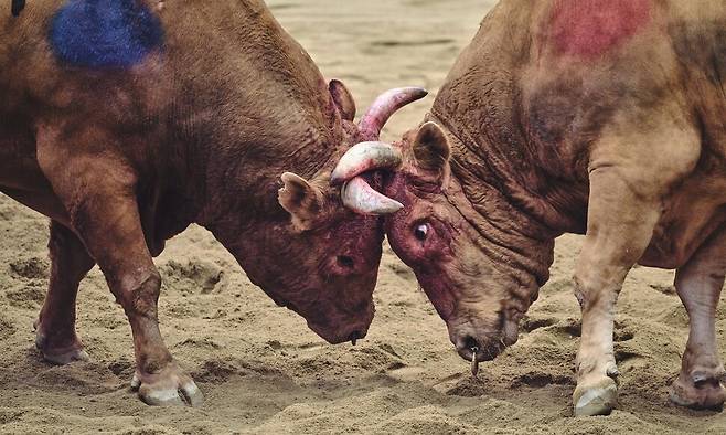 26일 국내외 동물단체들이 국내 소싸움경기의 실태와 문제점을 담은 보고서를 펴냈다. 보고서를 보면, 싸움소들은 좁은 계류장 안에서 24시간 이상 방치되고, 이동·경기 중에 거칠게 다뤄져 다치고 피 흘리는 모습이 다수 관찰됐다. 동물해방물결 제공