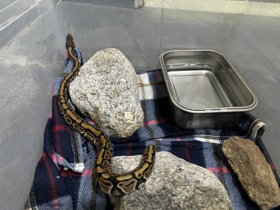 볼파이톤. 사진 국립공원공단 북부보전센터