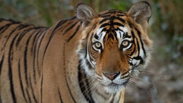 애로우헤드. 사친 라이 인스타그램 캡처